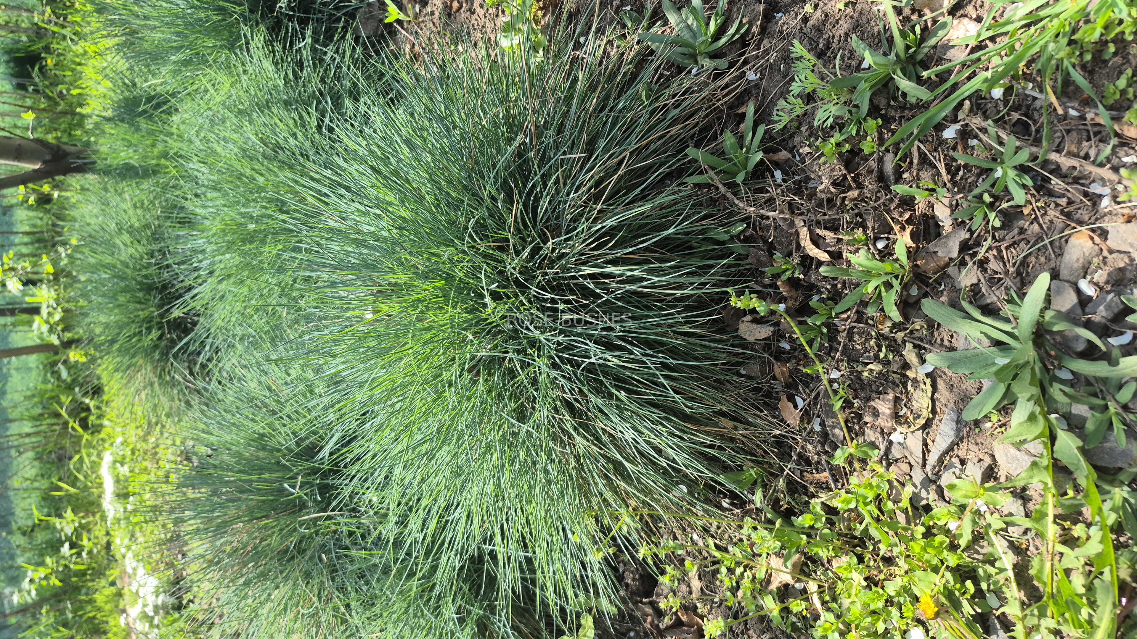 0610 �������� ����� (Festuca glauca)